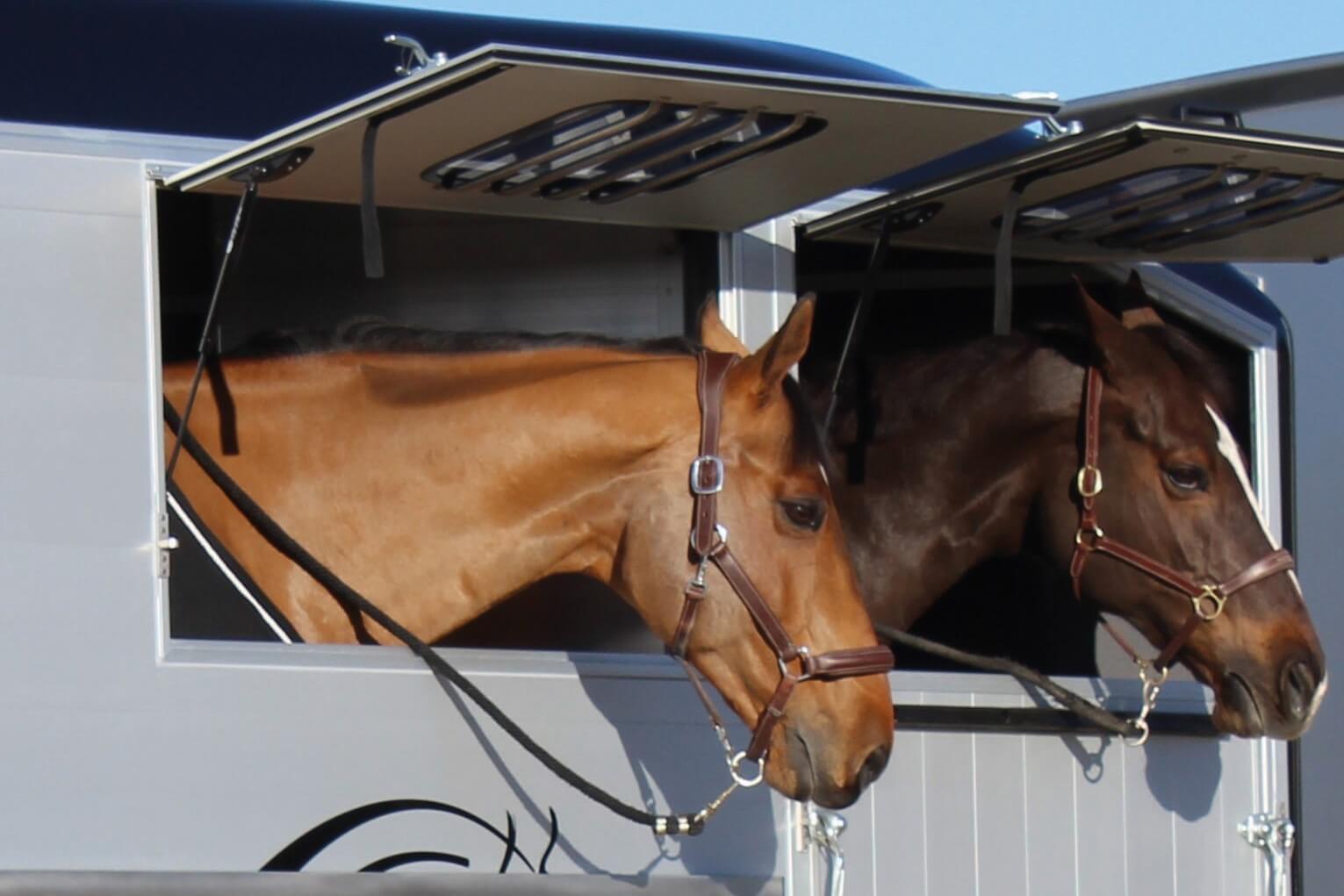 Cheval Liberté MAXI 2 hester i vinduet